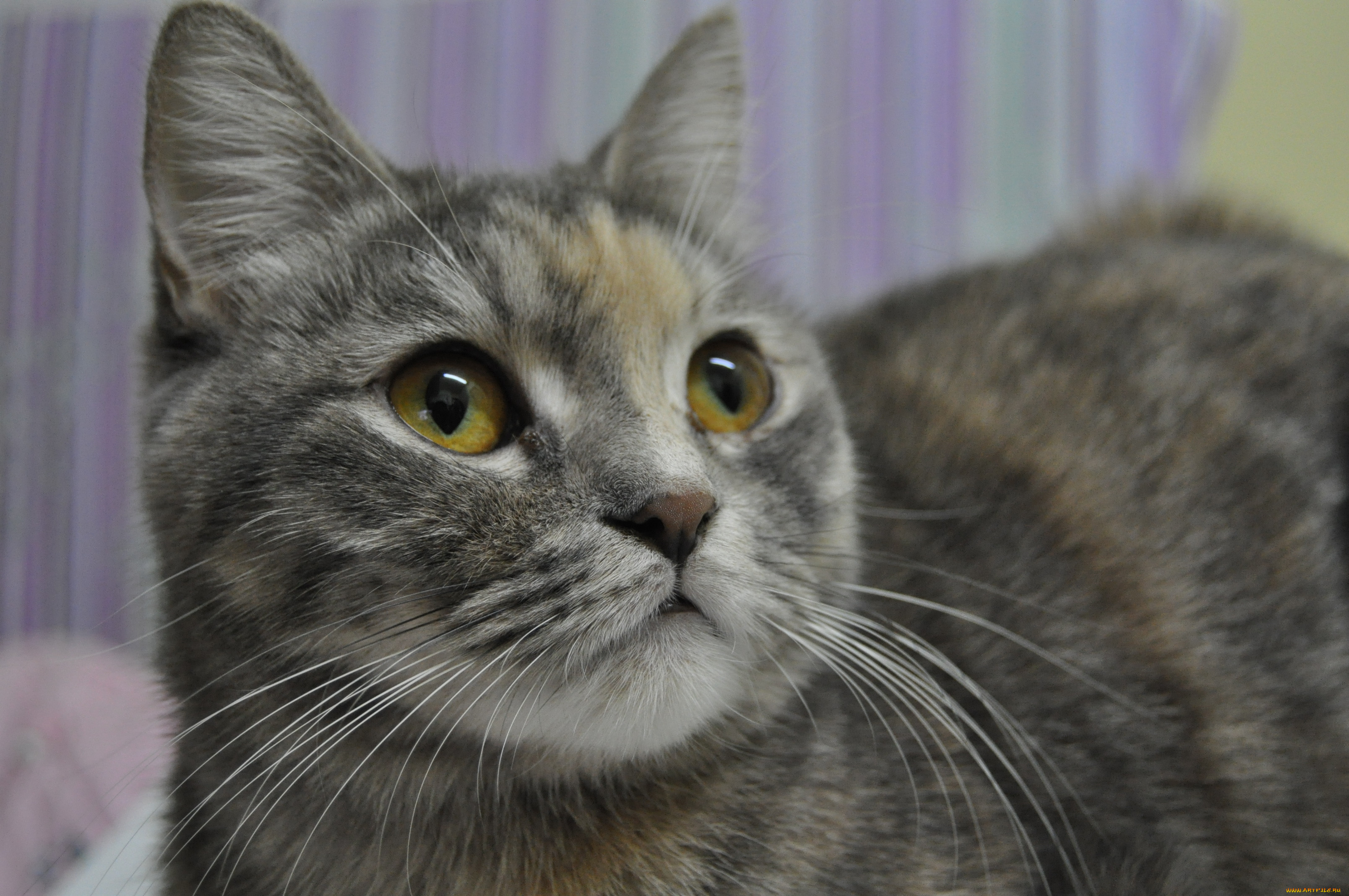 , , cat